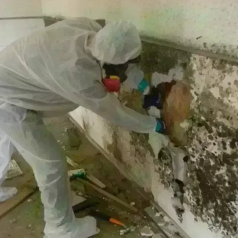 Mold Remediation and Removal in Sparta, NJ